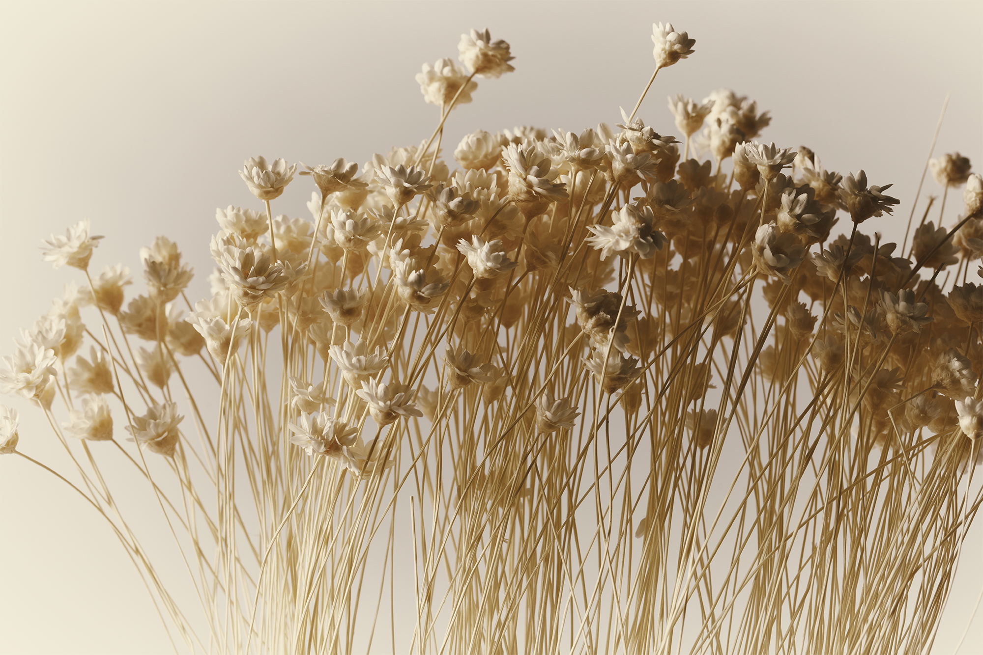 A cluster of dried, beige wildflowers with thin stems and delicate petals set against a soft, neutral background, creating a minimalistic and airy composition.