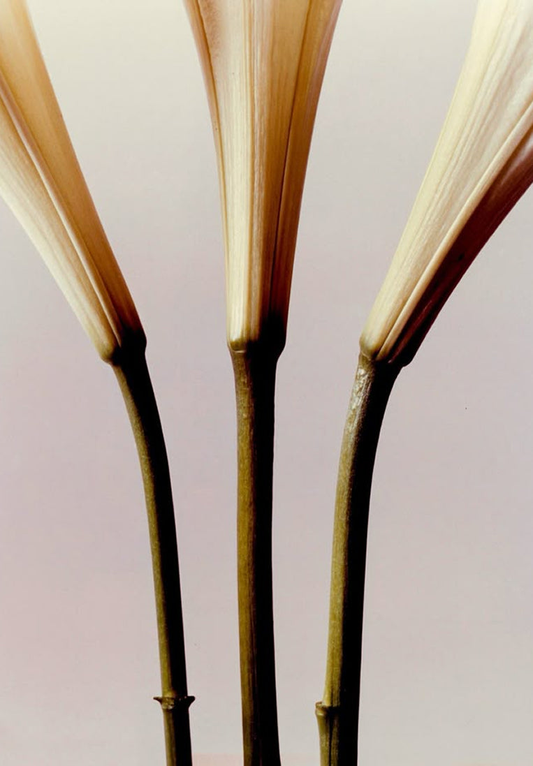 Close-up of three pale, trumpet-shaped lily flowers with long green stems against a plain, light background. The flowers are cropped so only the lower portions and stems are visible.