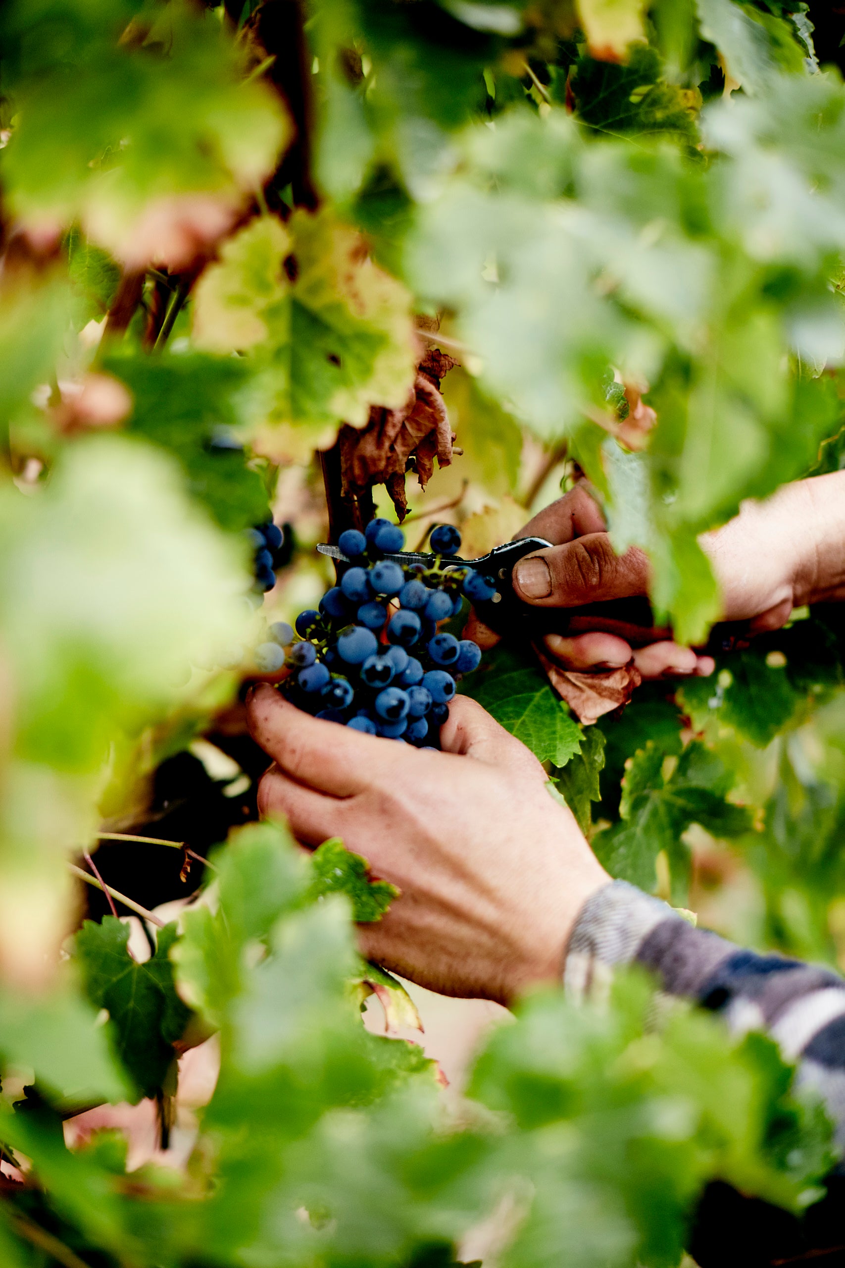 A person’s hands harvest a bunch of dark purple grapes from a vine, using pruning shears, surrounded by green leaves in a vineyard.
