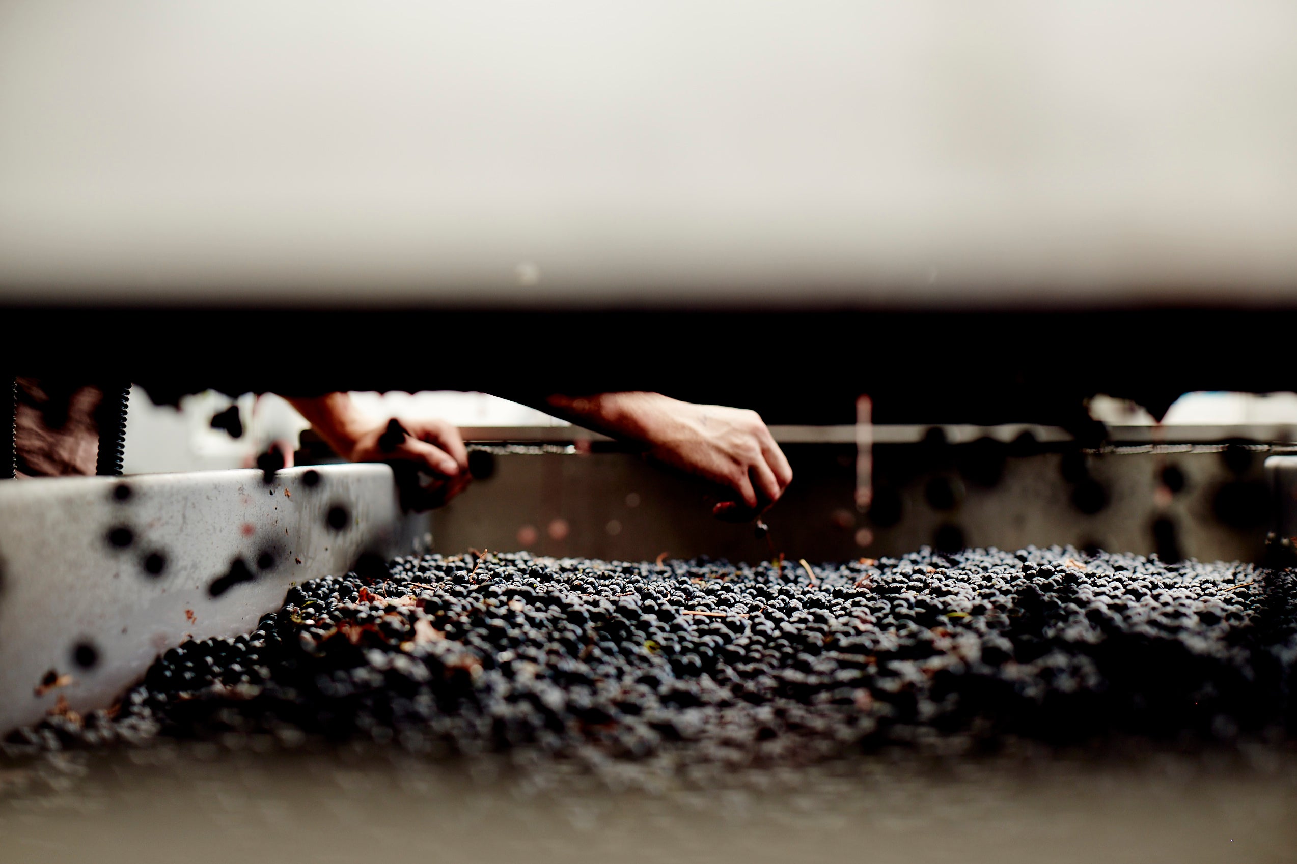 Two hands reach down to sort or pick through a large pile of dark grapes, possibly in a winery or vineyard setting, with a shallow depth of field and blurred foreground and background.