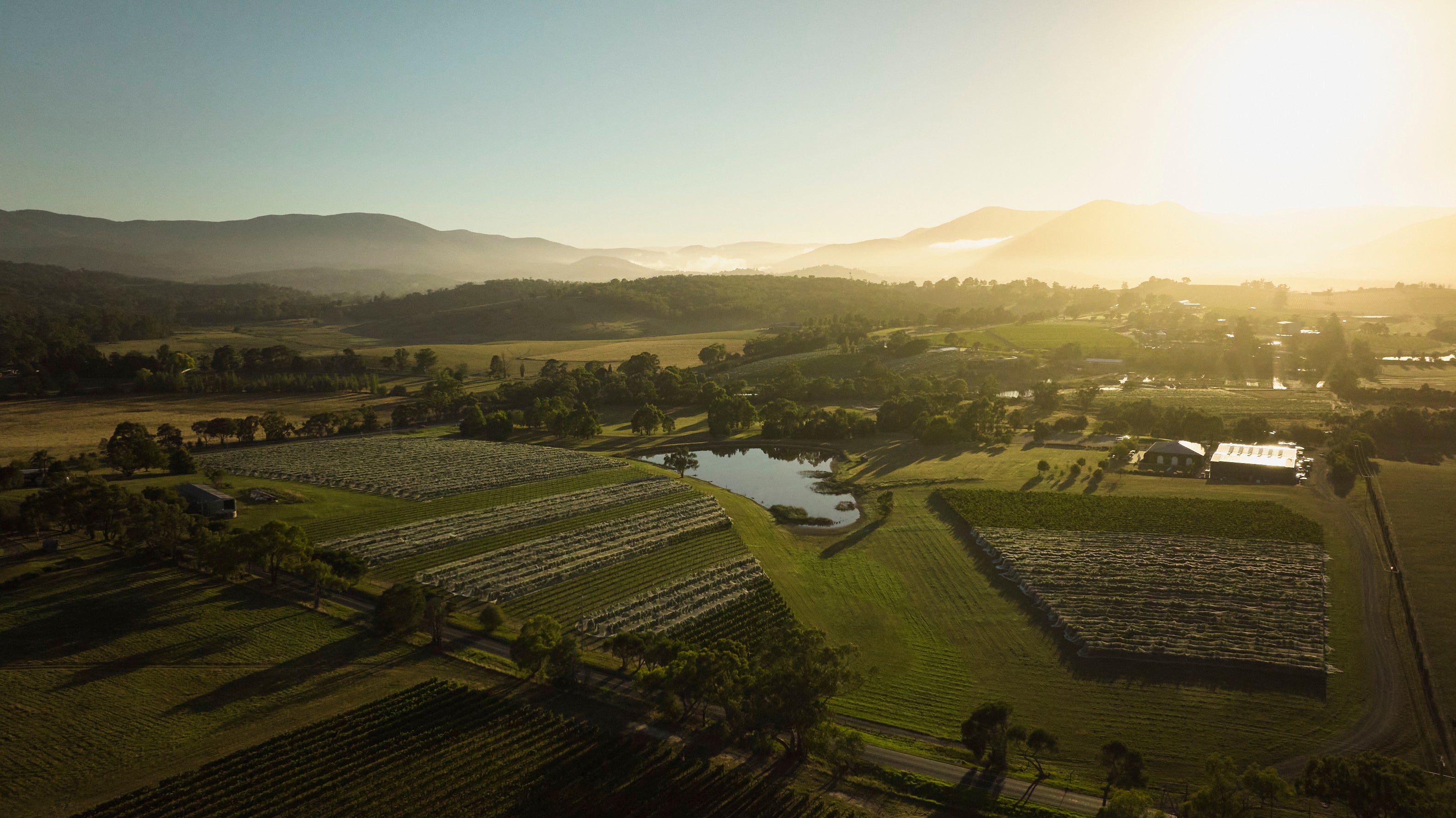 Aerial view of a vineyard at sunrise, with rows of grapevines, a small pond, green fields, and tree-covered hills in the background under a clear sky.
