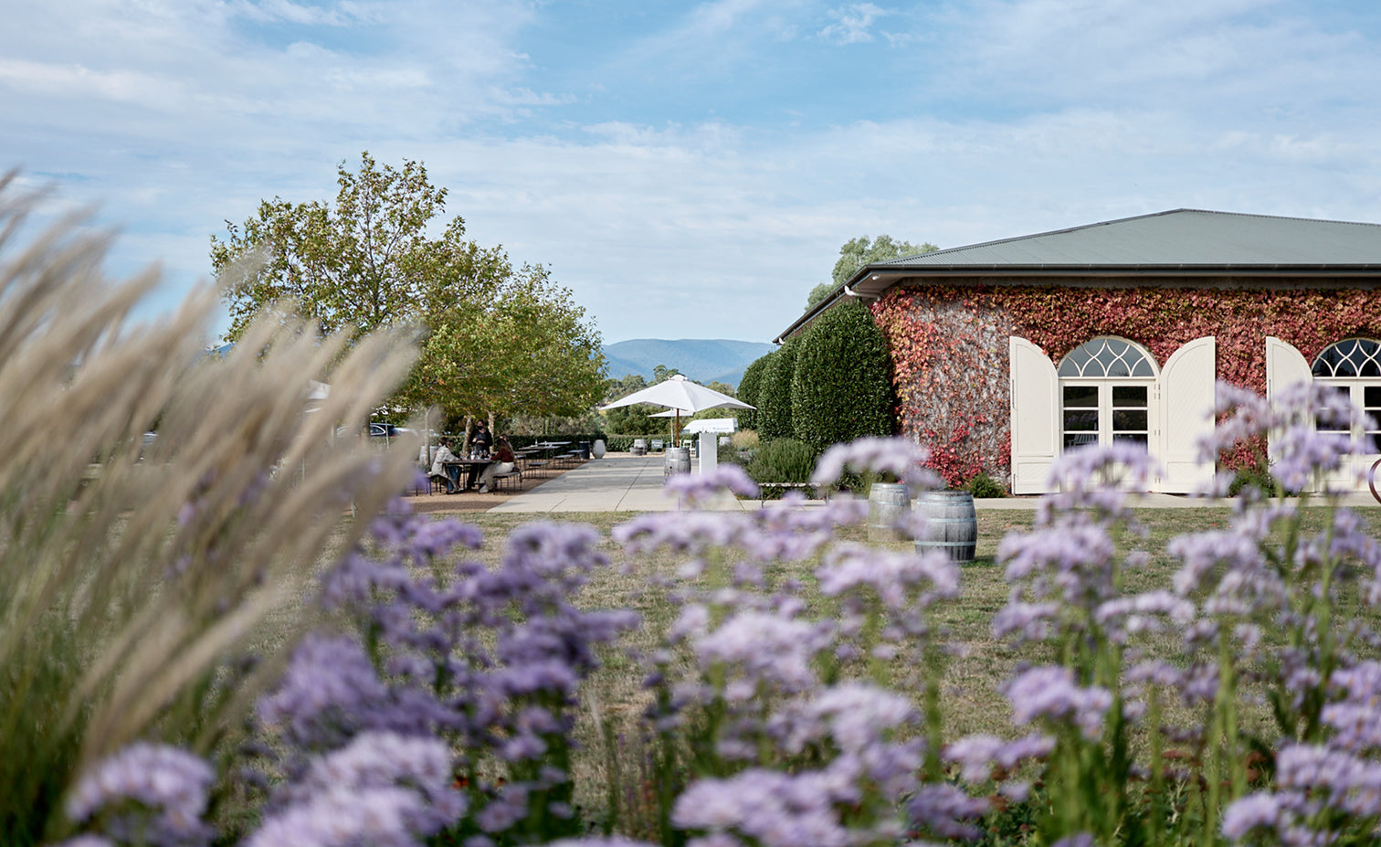 A charming building with arched windows and red ivy on the walls stands behind blooming purple flowers and tall grasses; outdoor seating and umbrellas are visible under a partly cloudy sky.