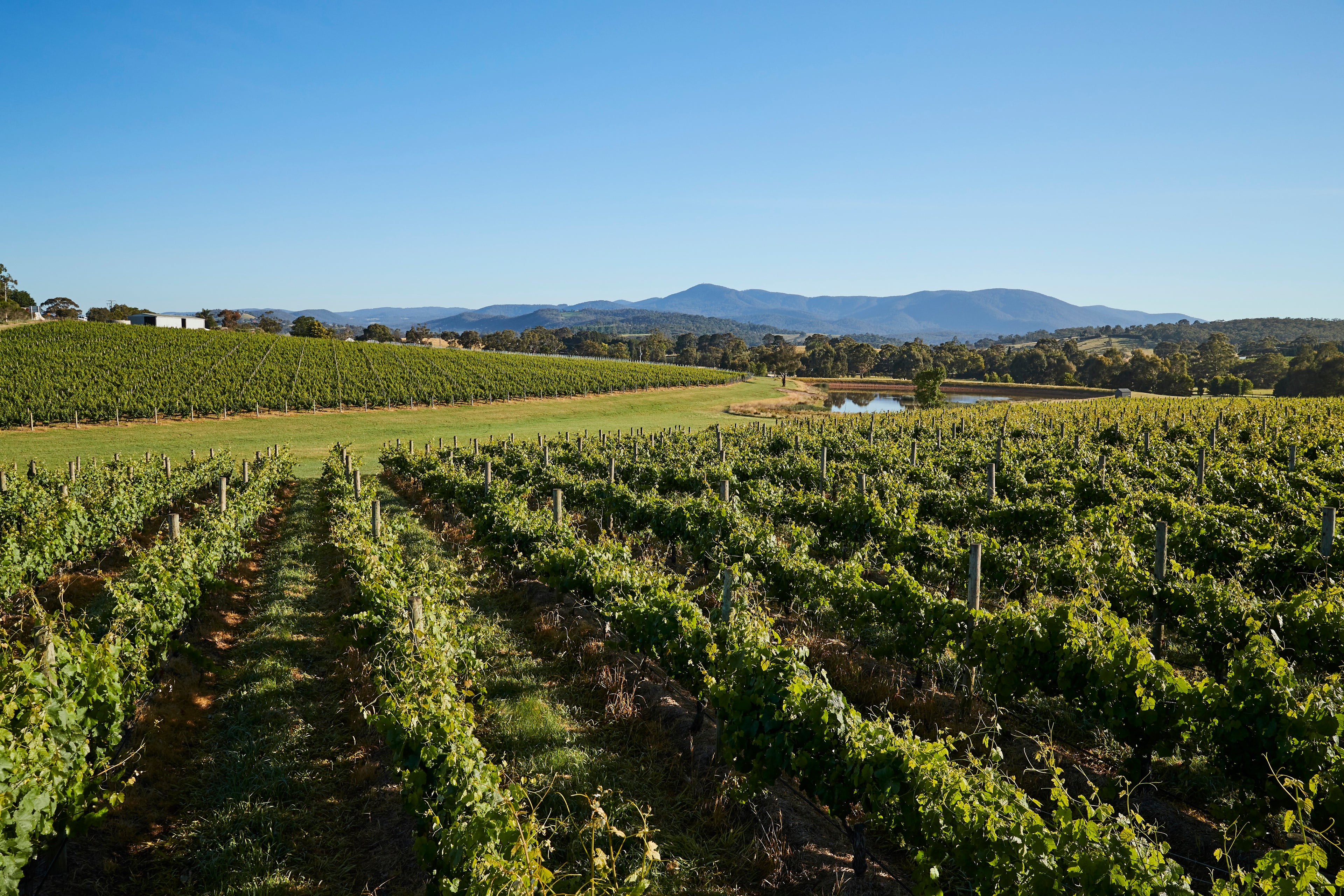 Rows of grapevines stretch across a green vineyard under a clear blue sky, with rolling hills and a small pond in the background, and distant mountains on the horizon.